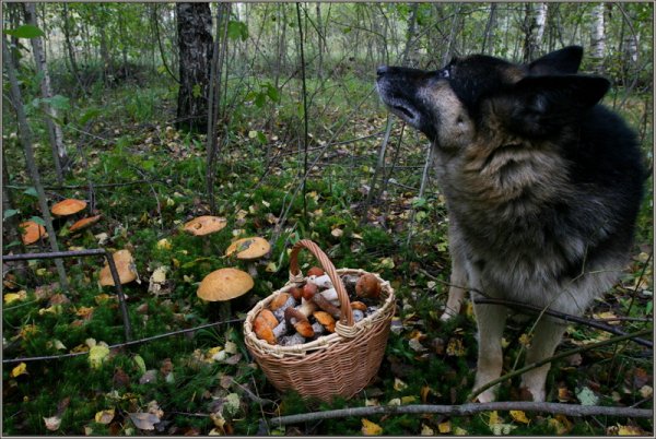 С собакой за грибами