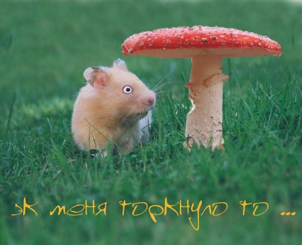 Хомяк грибы