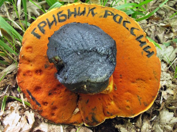 Прикольные грибы