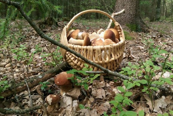 Грибники заблудились в лесу