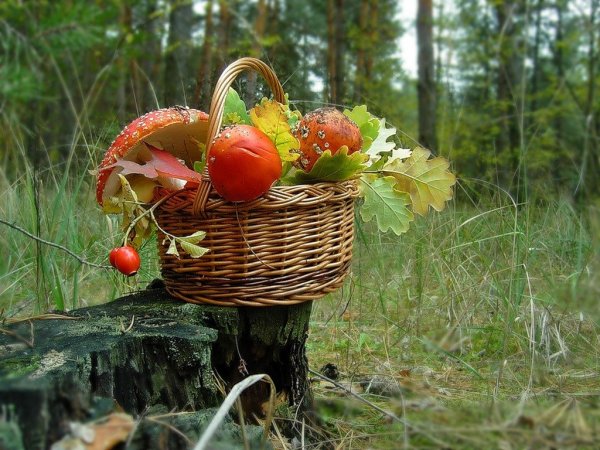 Корзинка с осенними ягодами и грибами
