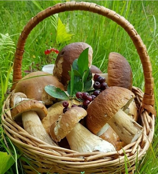 Корзина для грибов