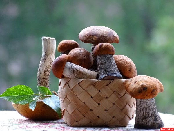 Полезные грибы для человека