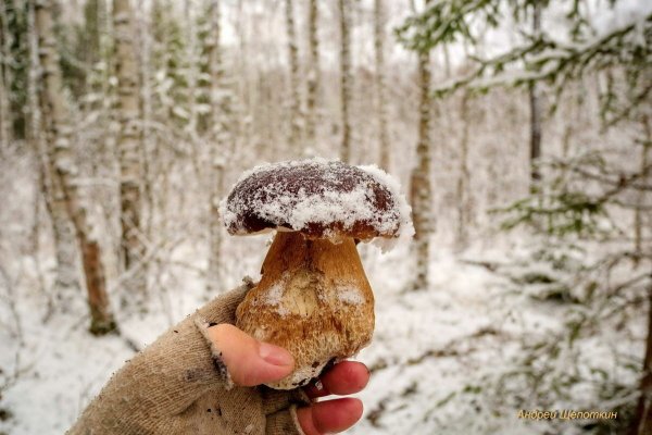 Грибы под снегом