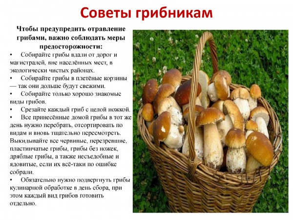 Золотое правило грибника