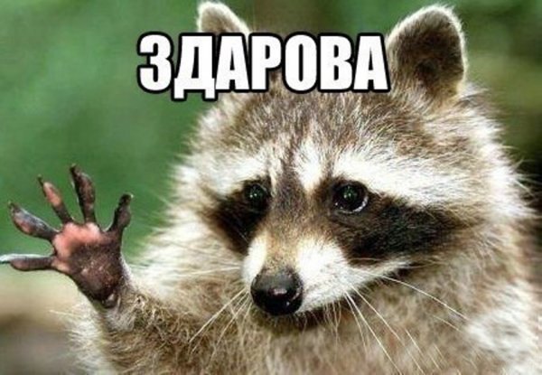 Енот прощается