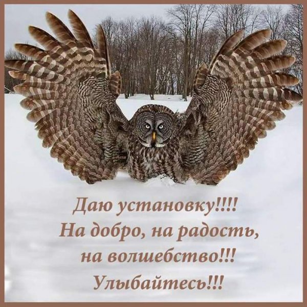 Прикольное поздравление с совой