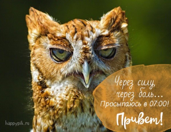 Доброе утро Сова
