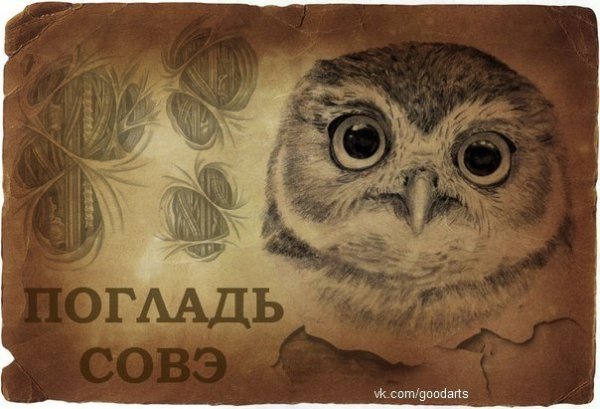 Сова праздник