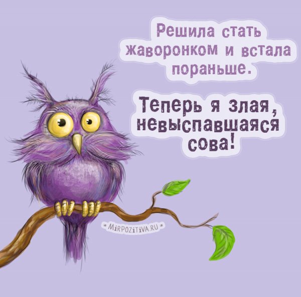 Злая невыспавшаяся Сова