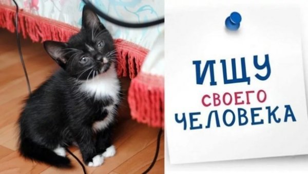 Котята ищут дом