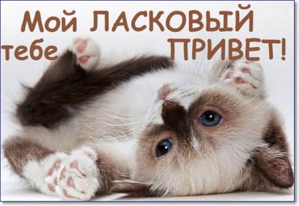 Привет любимый