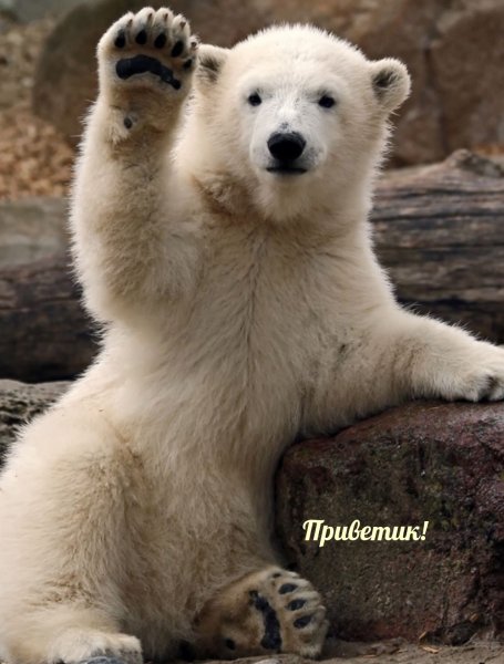 Белый мишка