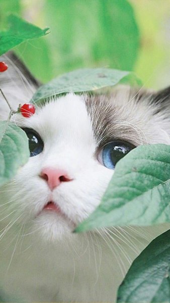 Милые котики