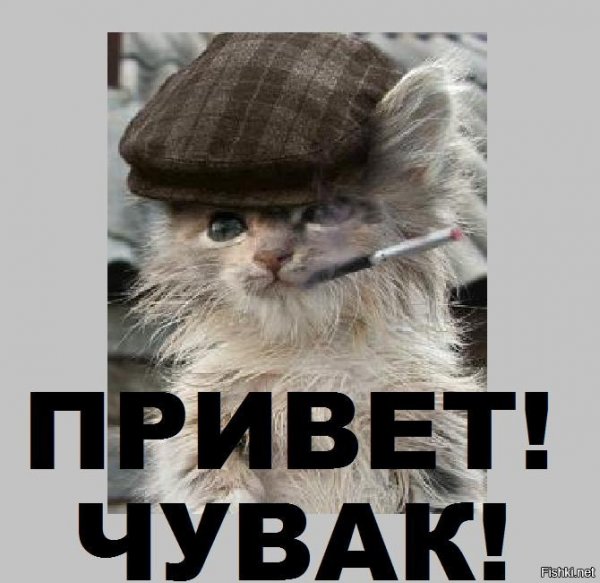 Привет прикол