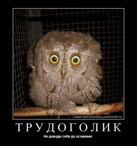 Сова демотиватор