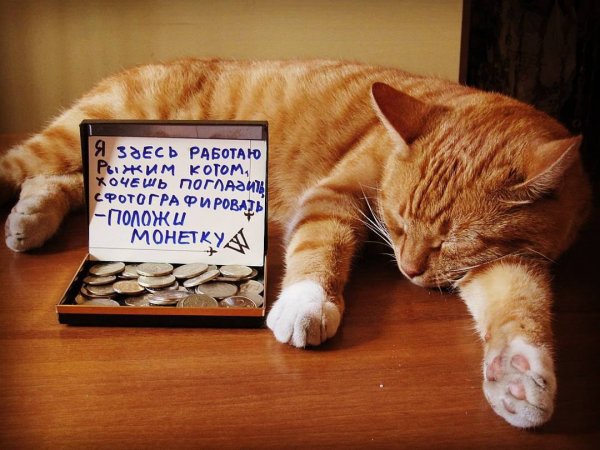 Кот трудяга