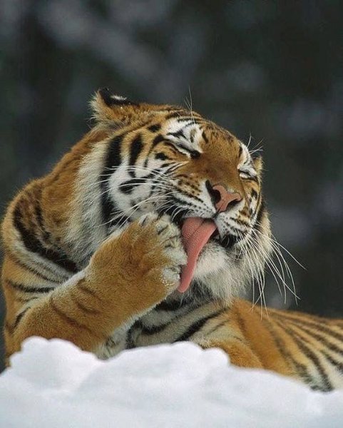 Смешной тигр