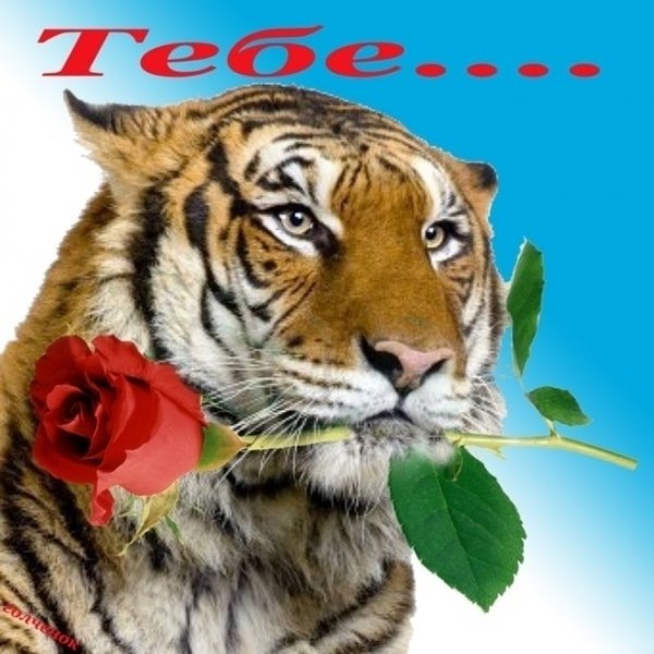 Тигр с цветами
