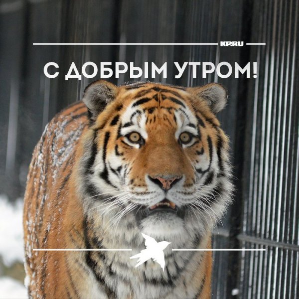 Доброе утро тигрица