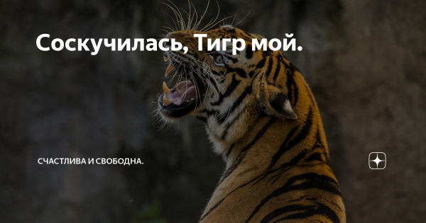 Доброе утро тигр