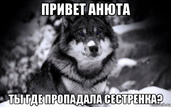 Здрасте Мем волк