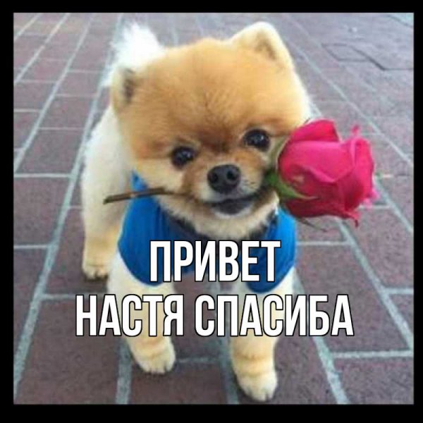 Настя привет открытки