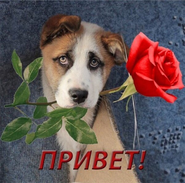 Открытки привет