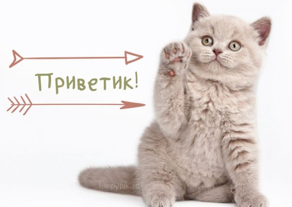 Кот с надписью привет