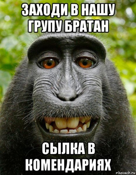 Довольная обезьяна Мем