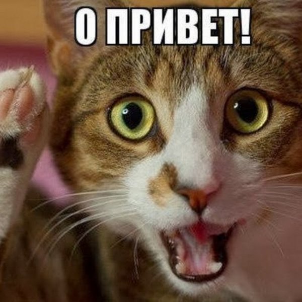 Хай привет