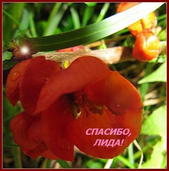 Открытки привет сестренка