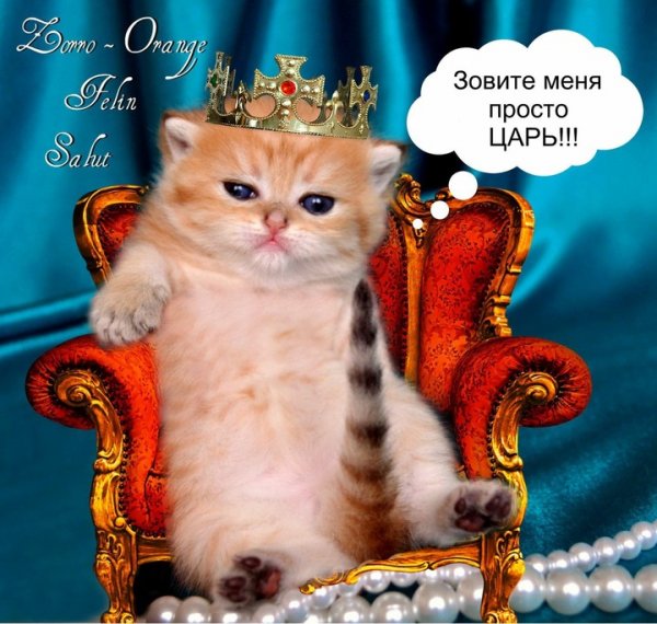 Называйте меня просто царь