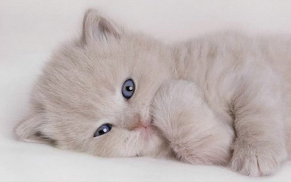 Доброе утро котёнок мой любимый