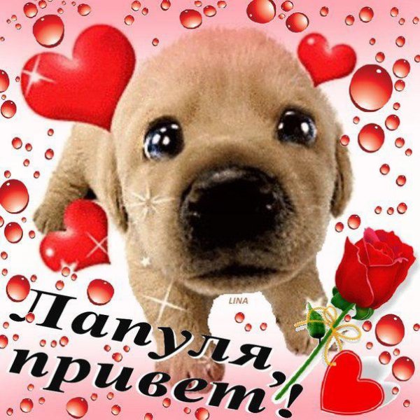Приветик лапуля