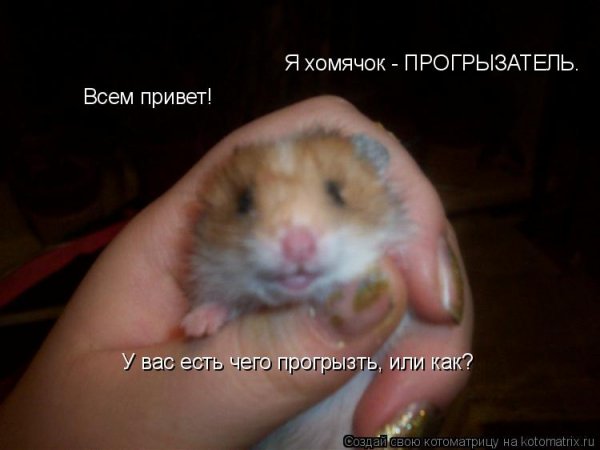 Привет хомячок