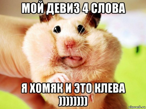 Хомяк Мем