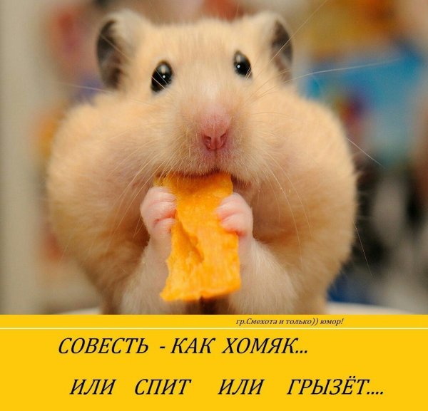 Хомяк с печенькой