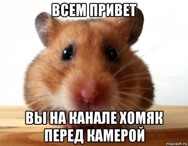 Испуганный хомяк Мем