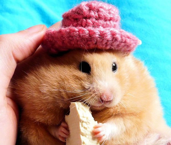 Хомяк в шляпе