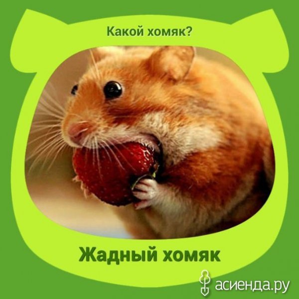 Хомяк с надписью