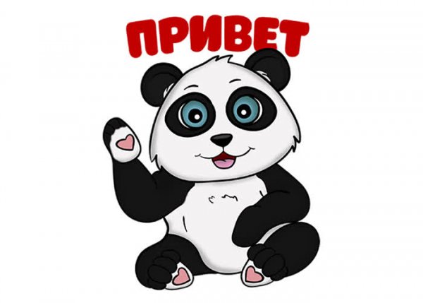 Панда привет
