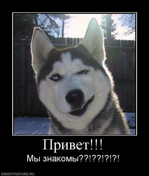 Хаски привет