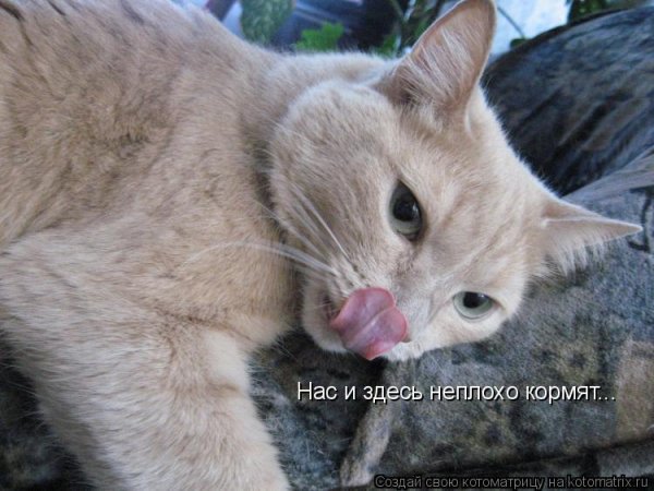 Волк с цветами