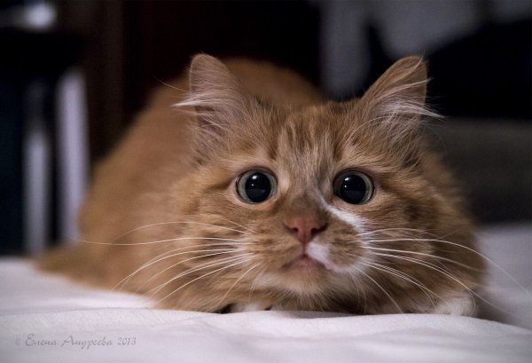 Наглая кошечка