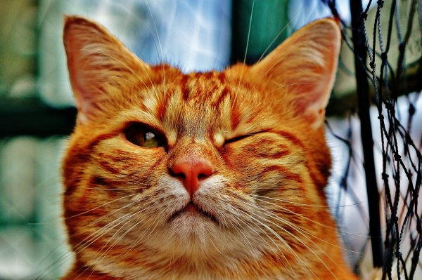 Наглая морда кота