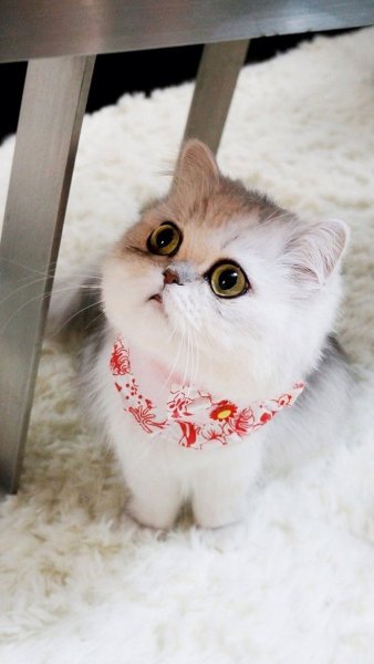 Не грусти Мем