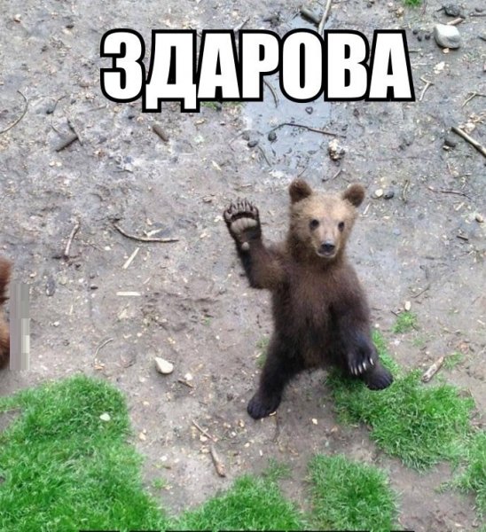 Здарова бандиты
