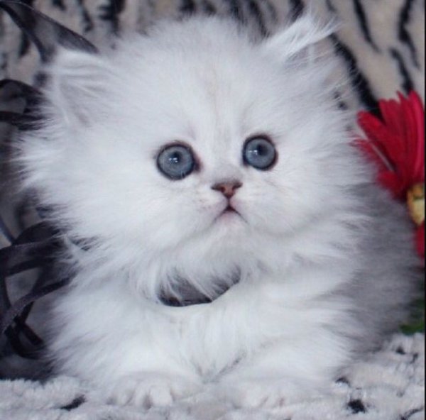 Котёнок милый пушистый белый