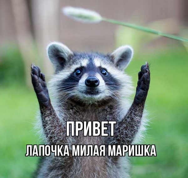 Лапочка открытки